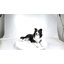 Border collie couché