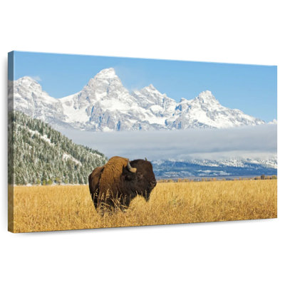 Grand Teton Bison Bull
