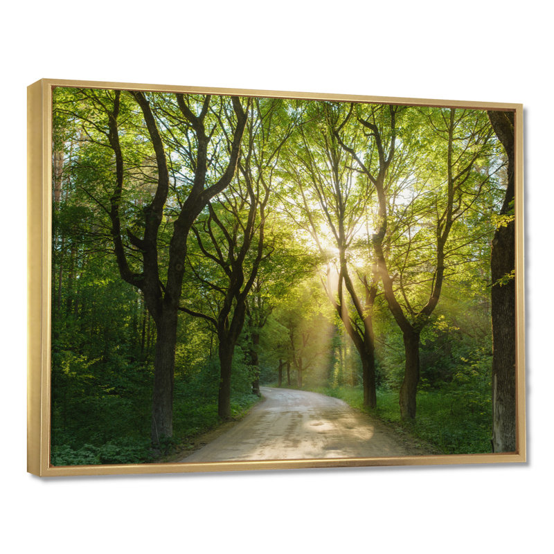 Soirée dans la forêt verte - photographie, H 12 po x l 20 po, Cadre flottant doré