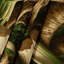 Tapisserie murale légumes manioc Yuca-133634598