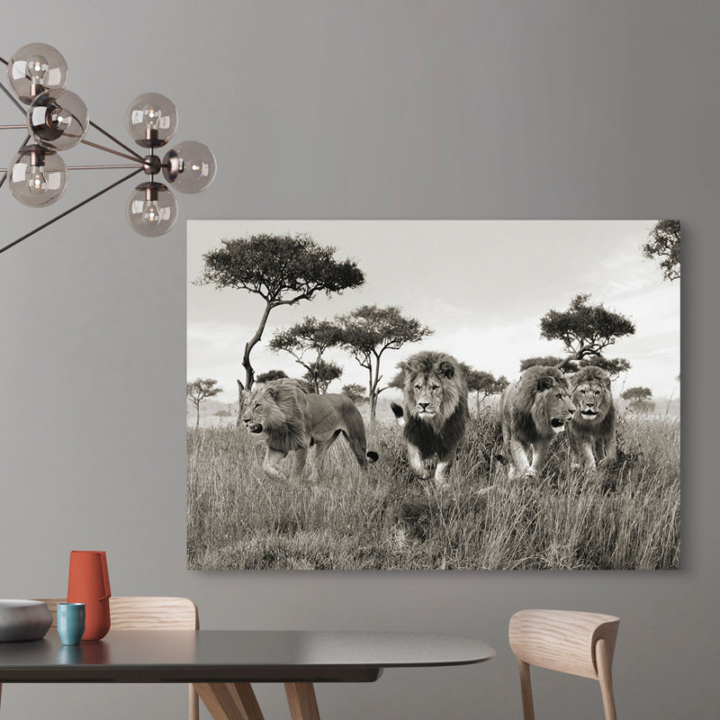 Brothers, Lions, Masai Mara, Kenya - Wrapped Canvas Print, 50cm H x 70cm W x 4cm D