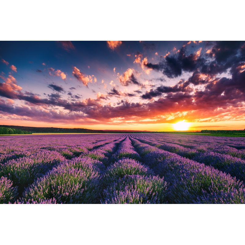 Lavender Flower Blooming Fields In Endless Rows Sunset Shot - Wrapped Canvas Print, 30cm H x 46cm W