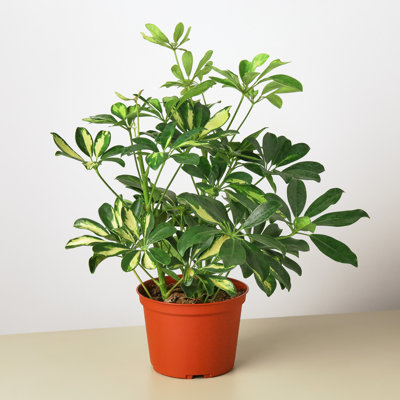 House Plant Shop Live Foliage Plant Low Maintenance Plant Rattan