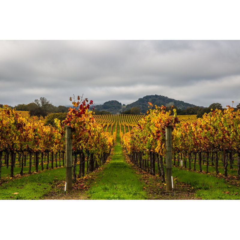 Cloudy Vineyards - Wrapped Canvas Print, 30cm H x 46cm W