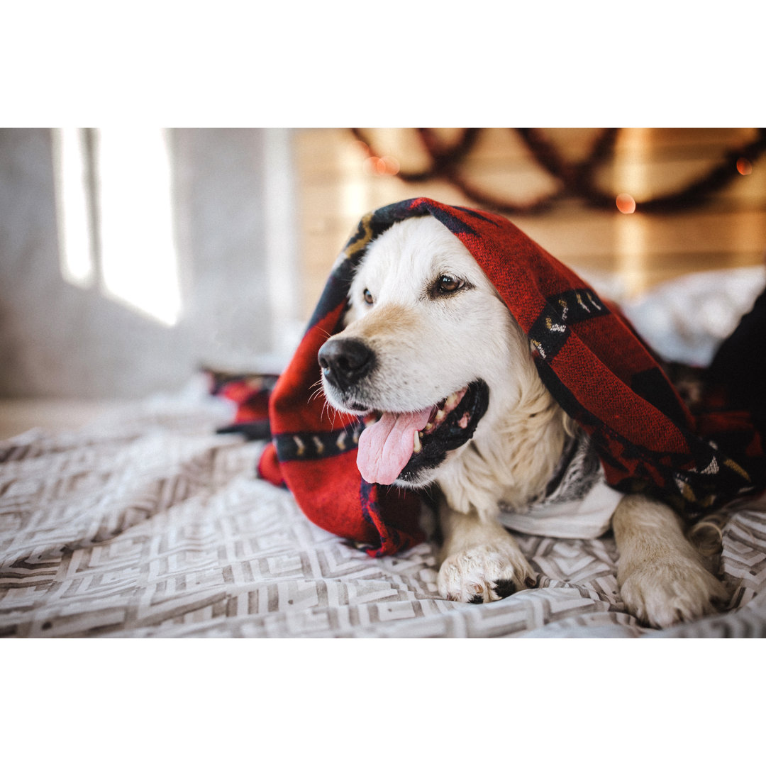 Fauler Hund von Pekic - Druck auf Leinwand ohne Rahmen