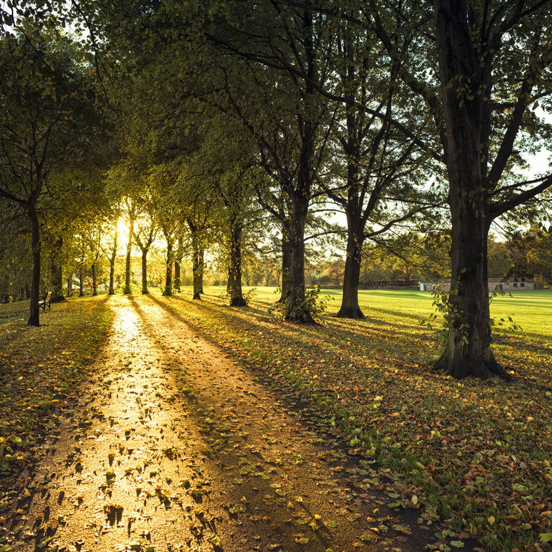Chemin d'automne au coucher du soleil par Georgeclerk, H 30 po x l 30 po