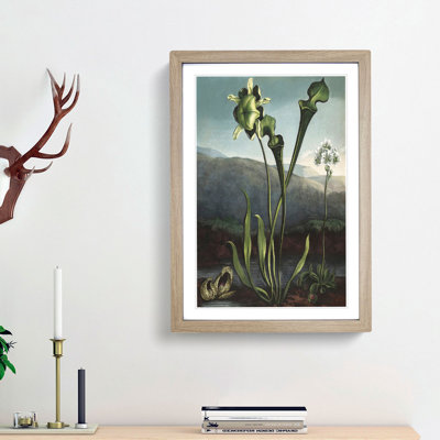 Bog Plants by R.J. Thornton - Picture Frame Painting Print