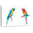 Macaw Duo Color Splash-111885637