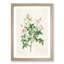 Pompon Roses by Pierre-Joseph Redoute - Picture Frame Painting Print-55601503-55601501