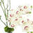 Orchid Arrangement with Vines