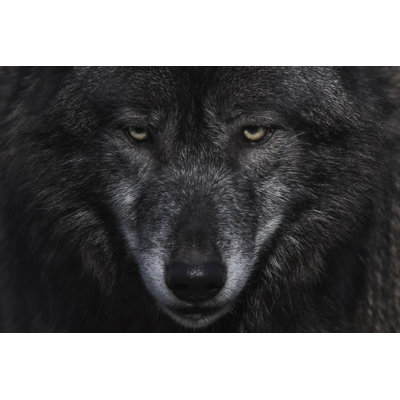 Loup loup - photographie sur toile tendue