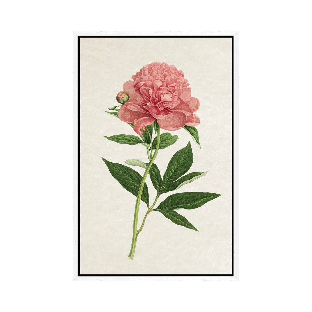 Vintage Rose von Amelie Vintage Co - Gallery-Wrapped Canvas Giclée on Canvas