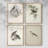 Vintage Animal Print X  Framed Print - Set of 4-115669300-115669303