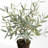 Olivia Petite Realistic Faux Olive Mini Tree Drop-In 26 in.-1193333896