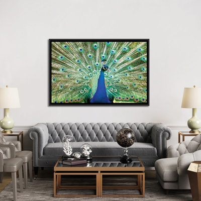 « color peacock », reproduction de photo sur toile tendue