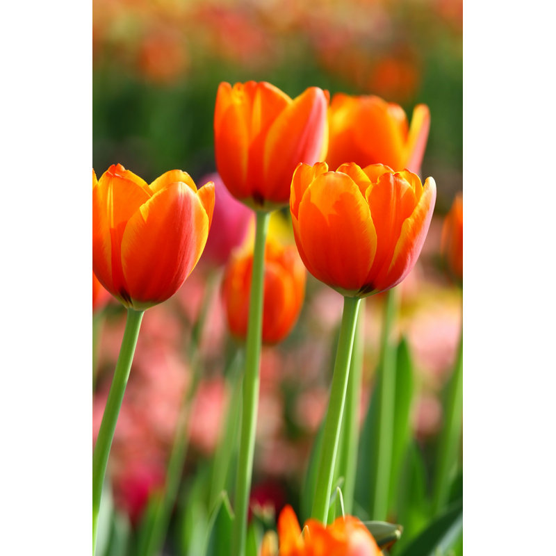 Raipey Orange Tulips - Photographie sur toile tendue, H 18 po x l 12 po