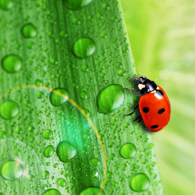 " Bright Green Leaf " by Taden