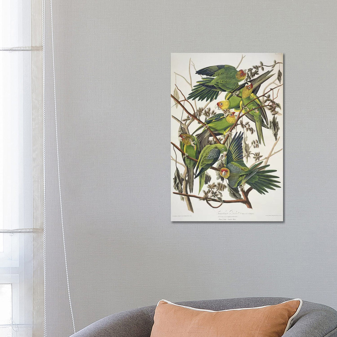 Carolina Parrot & Cuckle Burr by John James Adubon - Wrapped Canvas Painting