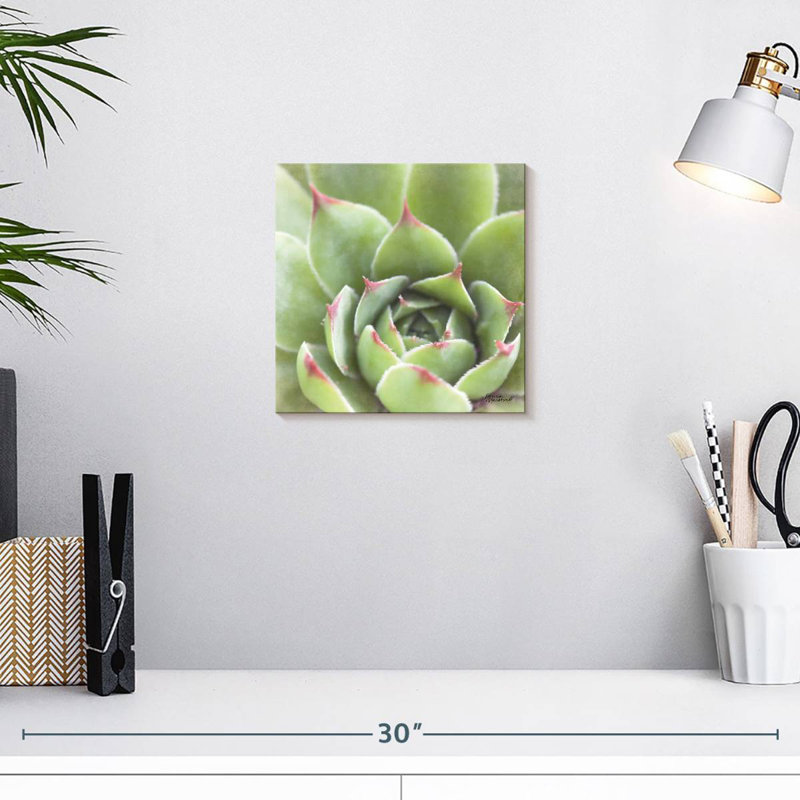 Harnek Garden Succulents III