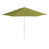 Parasol Macaw