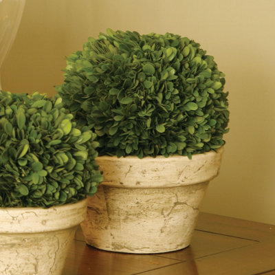 Alby 8'' Boxwood Topiary in Ceramic Pot