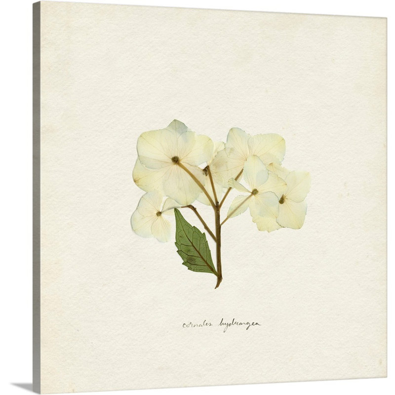 " Cornales Hydrangea I " by Emma Caroline Painting Print, Wrapped Canvas, 36" H x 36" W x 1.25" D