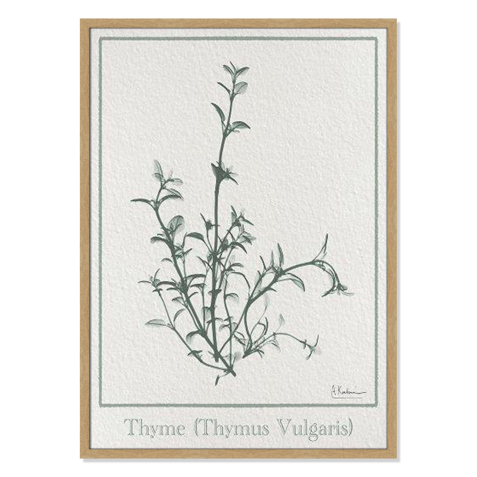 Jeanette "Thymus Vulgaris" Print, 35.5" H x 25.5" W x 1.25" D, Natural Framed Paper