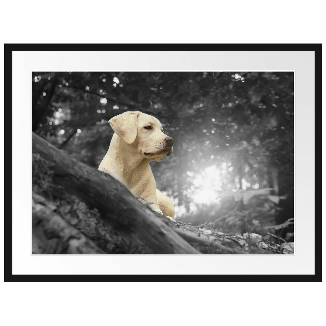 Gerahmtes Poster Labrador Welpe im Wald