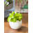 Ceramic Pot Planter