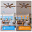 Ceiling Fan