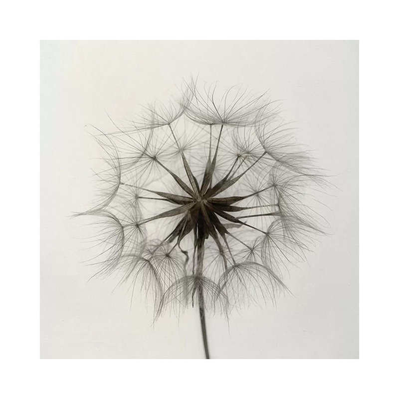 Tragopogon 1 Piece Wrapped Canvas Wall Art, 66.04 cm H x 66.04 cm W x 1.91 cm D