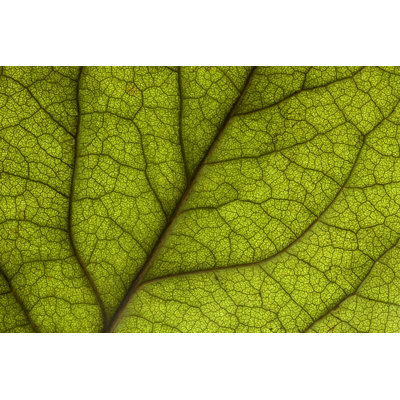 Macro Backlit Rose Leaf - Wrapped Canvas Print