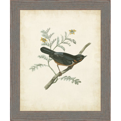 " Delicate Birds III "