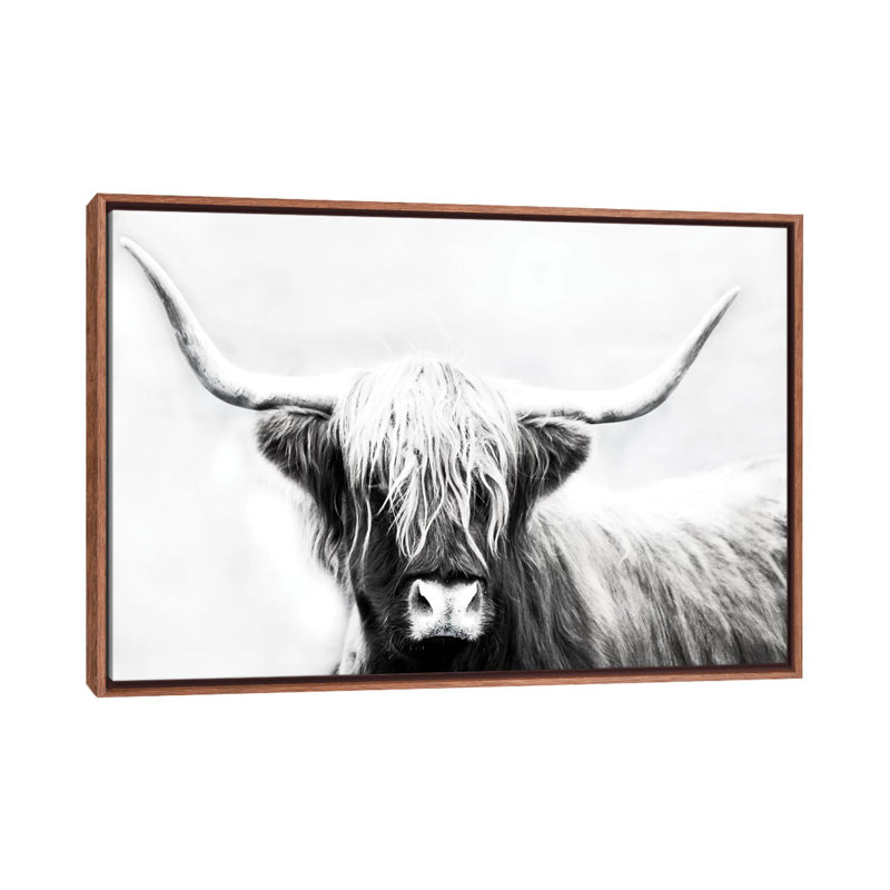 «Highland Longhorn», reproduction de photo encadrée, H 26 po x l 40 po x 1,5 po, Cadre bois classique