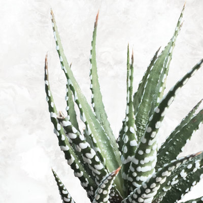 Cactus On Marble 2 - Wrapped Canvas Print