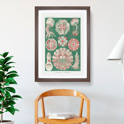 Discomedusae Jellyfish Vol.3 by Ernst Haeckel - Framed Print