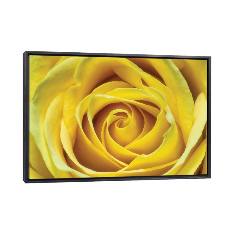 Jaune rose par Glauco Meneghelli-impression, H 26 po x l 40 po x 1,5 po, Toile avec cadre noir patiné, Pas de tapis