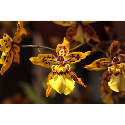 Leanca Yellow Oncidium Orchid Flower - Wrapped Canvas Print