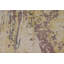 Tapis oriental à motif abstrait all-over 6 x 8
