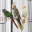 100.5cm Steel Play Top Floor Bird Cage with Wheels