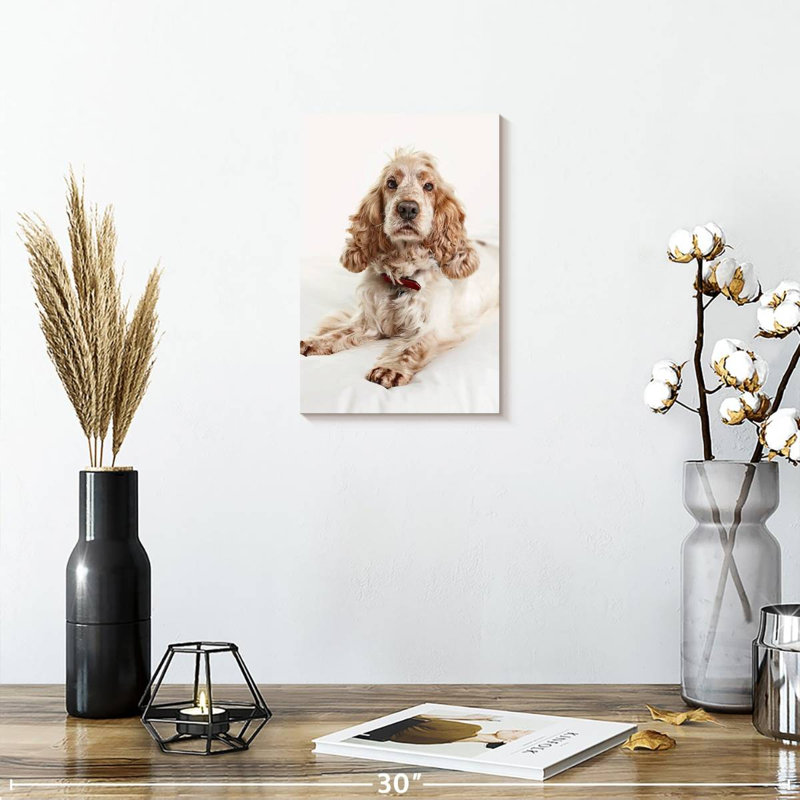 Resting Cocker Spaniel