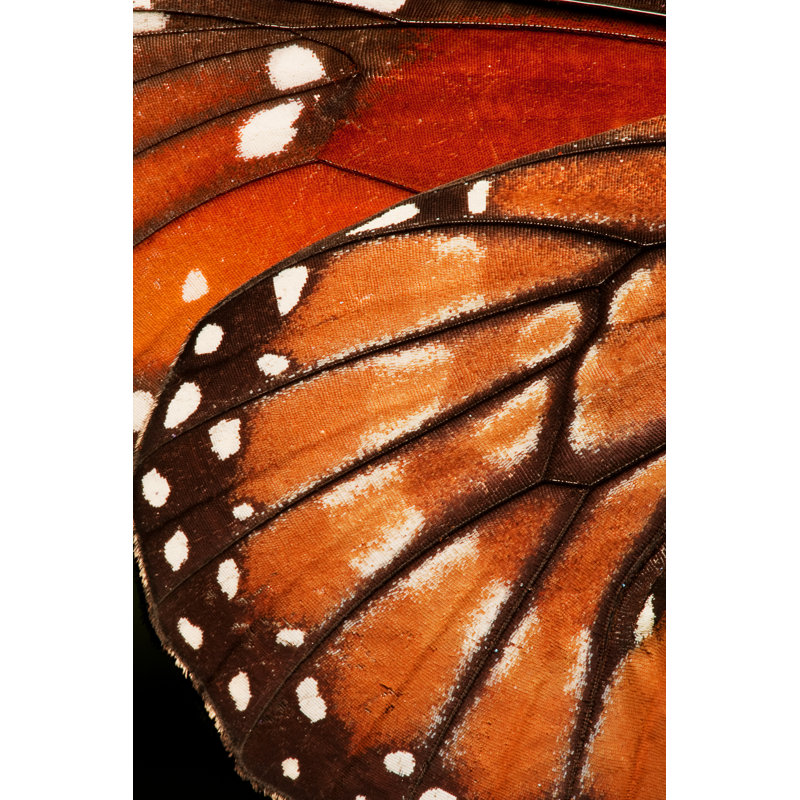 Wapella Butterfly Wing - Wrapped Canvas Print, 30cm H x 20cm W x 3.8cm D
