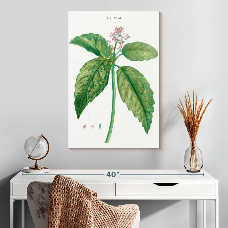 Harnek, laurier japonais, Aucuba Japonica, H 30 po x l 20 po