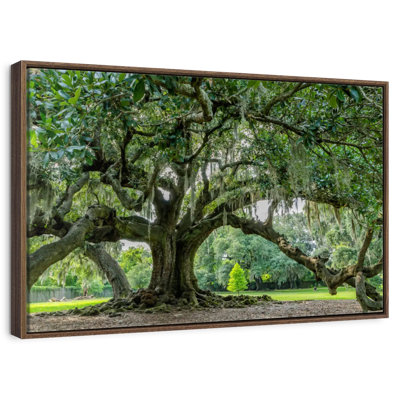 Audubon Park Oak Tree