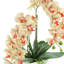 Orchid Arrangement in Square Fiberstone Pot-808760901