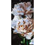 Peonies Print On Canvas-98694292