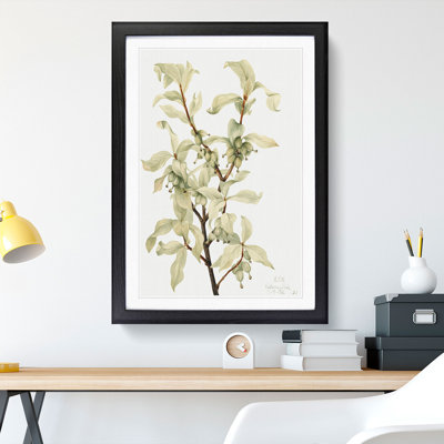 Silverberry by Mary Vaux Walcott - Framed Print