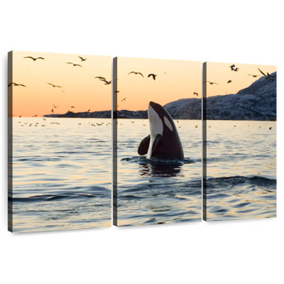 Spyhopping Orca Whale
