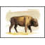 «Bison S croquis I» par Grace Popp - peinture encadrée-778907003-684181103
