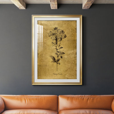 " Gold Sketch Botanical II " Painting Print